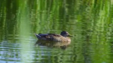 Yazın verimli bir Kanada gölünde ördek yavrusu besleyen Mallard Duck ailesinin video serisi. Yüzmeyi, beslenmeyi ve doğal ortamlarda beslenmeyi yakalar. Doğa ve vahşi yaşam projeleri için mükemmel..