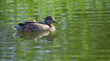 Yazın verimli bir Kanada gölünde ördek yavrusu besleyen Mallard Duck ailesinin video serisi. Yüzmeyi, beslenmeyi ve doğal ortamlarda beslenmeyi yakalar. Doğa ve vahşi yaşam projeleri için mükemmel..
