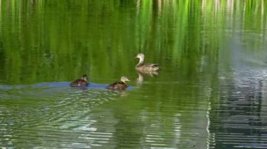 Yazın verimli bir Kanada gölünde ördek yavrusu besleyen Mallard Duck ailesinin video serisi. Yüzmeyi, beslenmeyi ve doğal ortamlarda beslenmeyi yakalar. Doğa ve vahşi yaşam projeleri için mükemmel..