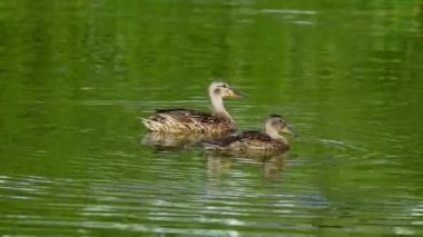 Yazın verimli bir Kanada gölünde ördek yavrusu besleyen Mallard Duck ailesinin video serisi. Yüzmeyi, beslenmeyi ve doğal ortamlarda beslenmeyi yakalar. Doğa ve vahşi yaşam projeleri için mükemmel..