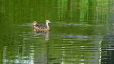 Yazın verimli bir Kanada gölünde ördek yavrusu besleyen Mallard Duck ailesinin video serisi. Yüzmeyi, beslenmeyi ve doğal ortamlarda beslenmeyi yakalar. Doğa ve vahşi yaşam projeleri için mükemmel..