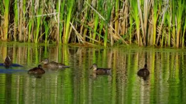 Yazın verimli bir Kanada gölünde ördek yavrusu besleyen Mallard Duck ailesinin video serisi. Yüzmeyi, beslenmeyi ve doğal ortamlarda beslenmeyi yakalar. Doğa ve vahşi yaşam projeleri için mükemmel..