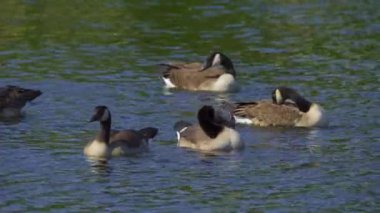 Yazın Kanada 'da yemyeşil bir gölde yaşayan Kanadalı kaz ailelerinin video serisi. Yüzme, beslenme ve beslenme davranışlarını sakin doğal ortamlarda yakalar. Doğa ve vahşi yaşam projeleri için ideal..