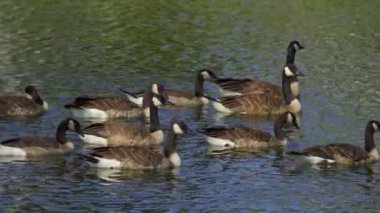 Yazın Kanada 'da yemyeşil bir gölde yaşayan Kanadalı kaz ailelerinin video serisi. Yüzme, beslenme ve beslenme davranışlarını sakin doğal ortamlarda yakalar. Doğa ve vahşi yaşam projeleri için ideal..