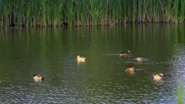 Yazın Güzel Kanada Gölü üzerindeki Amerikan Coot Aileleri