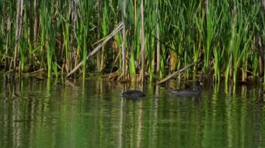 Yazın Güzel Kanada Gölü üzerindeki Amerikan Coot Aileleri