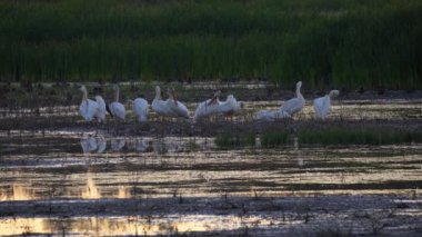 Amerikan Beyaz Pelikanları Güzel Edmonton Gölü 'nde Diğer Kuşlarla Günbatımında Dinleniyor