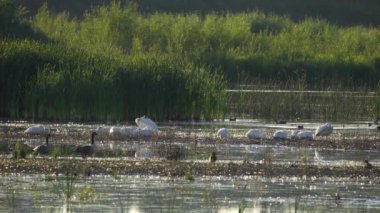 Amerikan Beyaz Pelikanları Güzel Edmonton Gölü 'nde Diğer Kuşlarla Günbatımında Dinleniyor