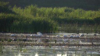 Amerikan Beyaz Pelikanları Güzel Edmonton Gölü 'nde Diğer Kuşlarla Günbatımında Dinleniyor