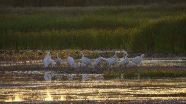 Amerikan Beyaz Pelikanları Güzel Edmonton Gölü 'nde Diğer Kuşlarla Günbatımında Dinleniyor