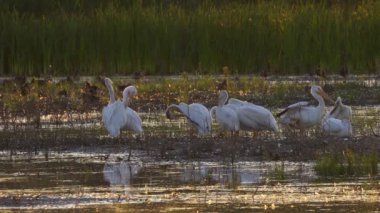 Amerikan Beyaz Pelikanları Güzel Edmonton Gölü 'nde Diğer Kuşlarla Günbatımında Dinleniyor
