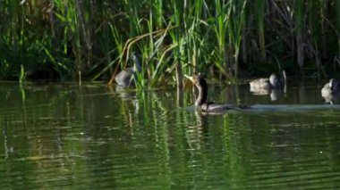 Yazın güzel bir Kanada Gölü üzerinde çift tepeli karabatak