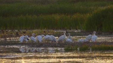 Amerikan Beyaz Pelikanları Güzel Edmonton Gölü 'nde Diğer Kuşlarla Günbatımında Dinleniyor
