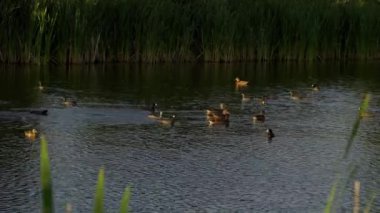 Genç Mallard Ördekleri Sabah Güzel Edmonton Gölü 'nde dinleniyor