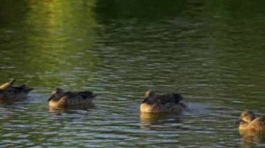 Genç Mallard Ördekleri Sabah Güzel Edmonton Gölü 'nde dinleniyor