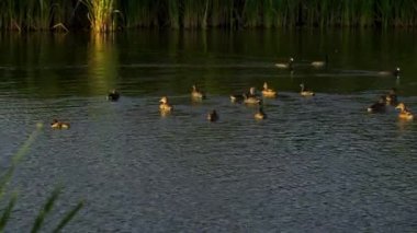 Genç Mallard Ördekleri Sabah Güzel Edmonton Gölü 'nde dinleniyor