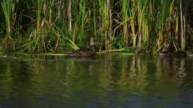 Genç Mallard Ördekleri Sabah Güzel Edmonton Gölü 'nde dinleniyor