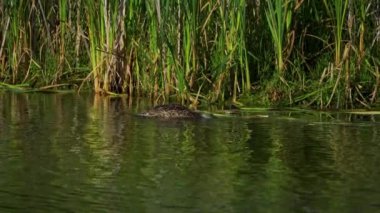Genç Mallard Ördekleri Sabah Güzel Edmonton Gölü 'nde dinleniyor