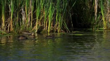 Genç Mallard Ördekleri Sabah Güzel Edmonton Gölü 'nde dinleniyor