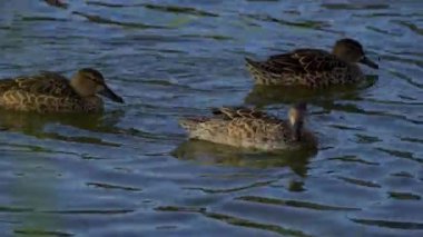 Genç Mallard Ördekleri Sabah Güzel Edmonton Gölü 'nde dinleniyor