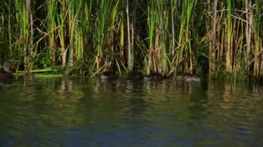 Genç Mallard Ördekleri Sabah Güzel Edmonton Gölü 'nde dinleniyor