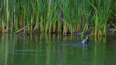 Genç Mallard Ördekleri Sabah Güzel Edmonton Gölü 'nde dinleniyor