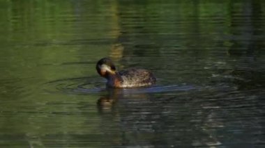 Sabahları Edmonton Gölü 'nde kırmızı boyunlu yunus balığı.
