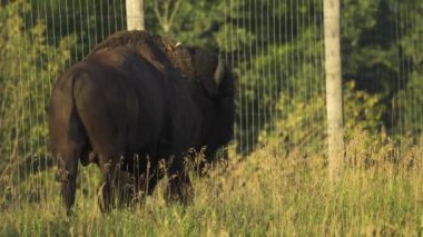 Bizon Elk Adası Ulusal Parkı, Edmonton, Kanada