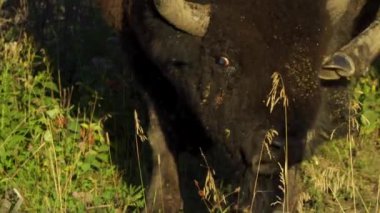 Bizon Elk Adası Ulusal Parkı, Edmonton, Kanada