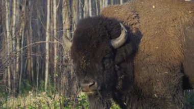Bizon Elk Adası Ulusal Parkı, Edmonton, Kanada