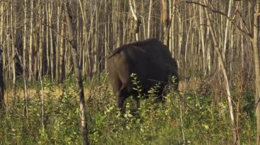 Bizon Elk Adası Ulusal Parkı, Edmonton, Kanada