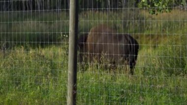 Bizon Elk Adası Ulusal Parkı, Edmonton, Kanada