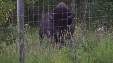 Bizon Elk Adası Ulusal Parkı, Edmonton, Kanada