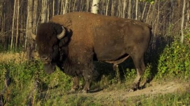 Bizon Elk Adası Ulusal Parkı, Edmonton, Kanada