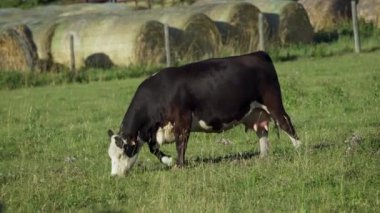 Mandıra İnekleri ve Buzağıları Kuzey Edmonton 'da otluyor, Kanada Yazın