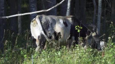 Mandıra İnekleri ve Buzağıları Kuzey Edmonton 'da otluyor, Kanada Yazın