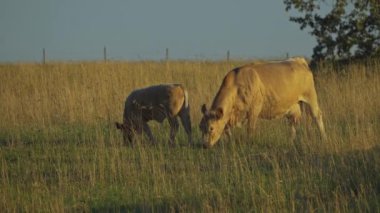 Mandıra İnekleri ve Buzağıları Kuzey Edmonton 'da otluyor, Kanada Yazın