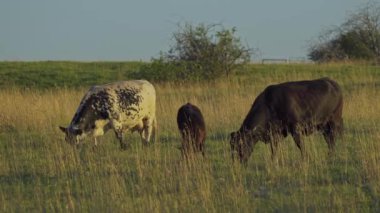 Mandıra İnekleri ve Buzağıları Kuzey Edmonton 'da otluyor, Kanada Yazın
