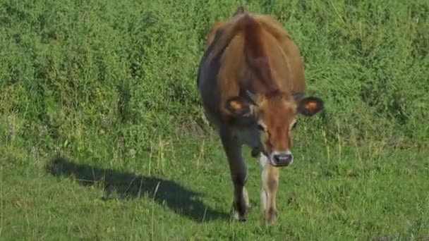 Pâturage des vaches laitières et des veaux dans le nord d'Edmonton, Canada en été