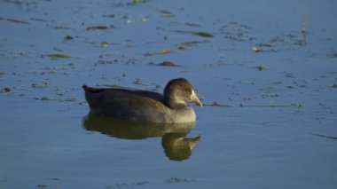 Edmonton 'daki Elk Island Ulusal Parkı' nda Amerikan Coot aileleri. Huzurlu, doğal bir ortamda yuva kurma, beslenme ve beslenme davranışlarını yakalar. Doğa ve vahşi yaşam için ideal..