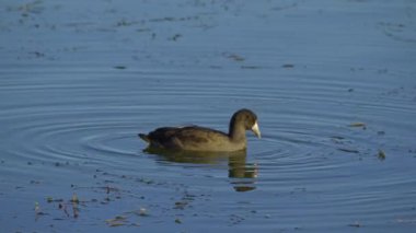 Edmonton 'daki Elk Island Ulusal Parkı' nda Amerikan Coot aileleri. Huzurlu, doğal bir ortamda yuva kurma, beslenme ve beslenme davranışlarını yakalar. Doğa ve vahşi yaşam için ideal..