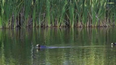 Edmonton 'daki Elk Island Ulusal Parkı' nda Amerikan Coot aileleri. Huzurlu, doğal bir ortamda yuva kurma, beslenme ve beslenme davranışlarını yakalar. Doğa ve vahşi yaşam için ideal..