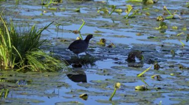 Edmonton 'daki Elk Island Ulusal Parkı' nda Amerikan Coot aileleri. Huzurlu, doğal bir ortamda yuva kurma, beslenme ve beslenme davranışlarını yakalar. Doğa ve vahşi yaşam için ideal..