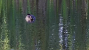 Edmonton 'daki Elk Island Ulusal Parkı' nda Amerikan Coot aileleri. Huzurlu, doğal bir ortamda yuva kurma, beslenme ve beslenme davranışlarını yakalar. Doğa ve vahşi yaşam için ideal..