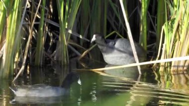 Edmonton 'daki Elk Island Ulusal Parkı' nda Amerikan Coot aileleri. Huzurlu, doğal bir ortamda yuva kurma, beslenme ve beslenme davranışlarını yakalar. Doğa ve vahşi yaşam için ideal..