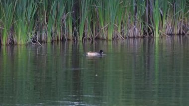 Edmonton 'daki Elk Island Ulusal Parkı' nda Amerikan Coot aileleri. Huzurlu, doğal bir ortamda yuva kurma, beslenme ve beslenme davranışlarını yakalar. Doğa ve vahşi yaşam için ideal..