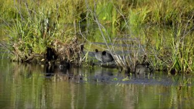 Edmonton 'daki Elk Island Ulusal Parkı' nda Amerikan Coot aileleri. Huzurlu, doğal bir ortamda yuva kurma, beslenme ve beslenme davranışlarını yakalar. Doğa ve vahşi yaşam için ideal..