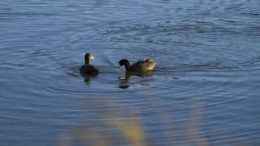 Edmonton 'daki Elk Island Ulusal Parkı' nda Amerikan Coot aileleri. Huzurlu, doğal bir ortamda yuva kurma, beslenme ve beslenme davranışlarını yakalar. Doğa ve vahşi yaşam için ideal..