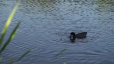 Edmonton 'daki Elk Island Ulusal Parkı' nda Amerikan Coot aileleri. Huzurlu, doğal bir ortamda yuva kurma, beslenme ve beslenme davranışlarını yakalar. Doğa ve vahşi yaşam için ideal..