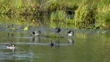 Edmonton 'daki Elk Island Ulusal Parkı' nda Amerikan Coot aileleri. Huzurlu, doğal bir ortamda yuva kurma, beslenme ve beslenme davranışlarını yakalar. Doğa ve vahşi yaşam için ideal..